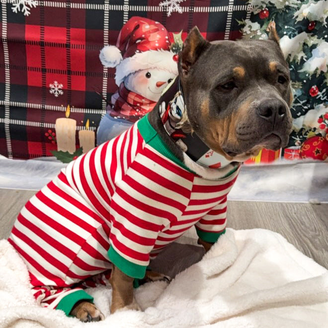 The Harley Limited Collar